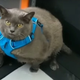 Illustration for article titled The internet is rallying behind an obese cat named Cinderblock